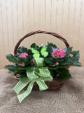 KALANCHOE BASKET WOODBURY'S ORIGINAL in Springfield, Vermont | WOODBURY FLORIST