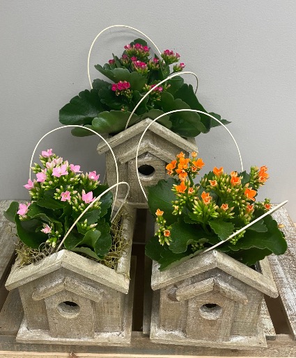 Kalanchoe Bird House
