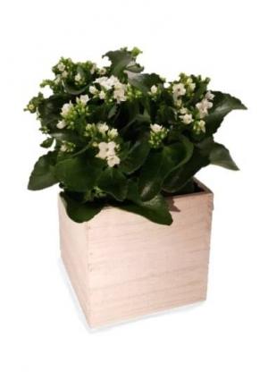 Kalanchoe Blooming Plant in Whitesboro, NY | KOWALSKI FLOWERS INC. Kalanchoe Blooming Plant in Whitesboro, NY | KOWALSKI FLOWERS INC.