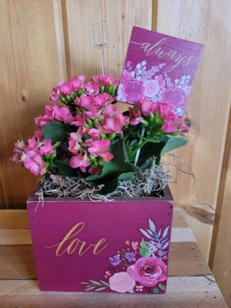 Kalanchoe Blooming Plant