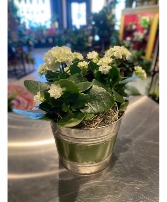 Kalanchoe Blooming Plant 