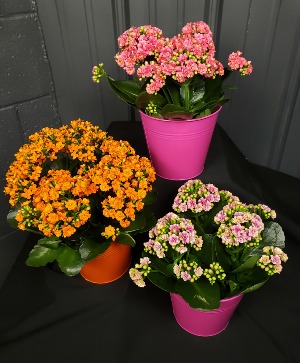 Kalanchoe Blooming Plant