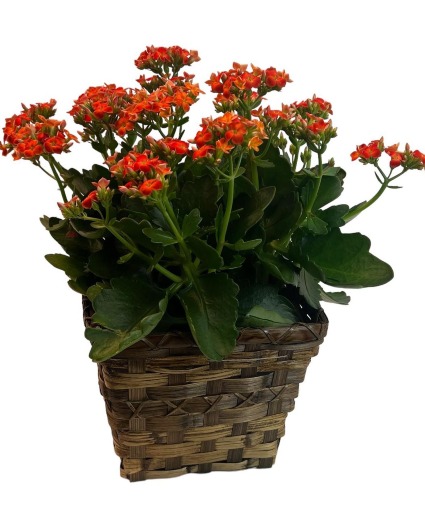 Kalanchoe Blooming Plant