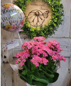 Kalanchoe Blooming Plant 