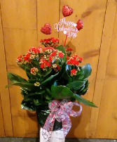 Kalanchoe blooming plant 