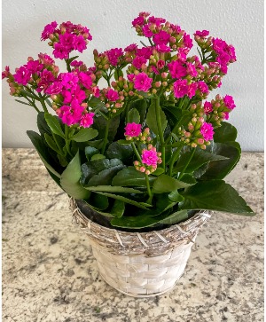 Kalanchoe Blooming Plant