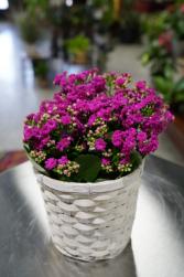 Potted Kalanchoe  Blooming Succulent 