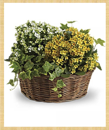 Kalanchoe Forever!