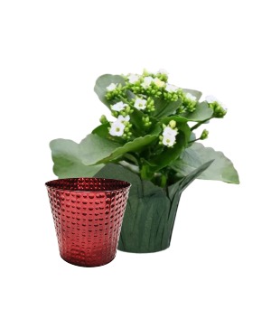 Blooming Instant Gift 4" Decorative Potted Plant