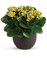 Kalanchoe house plant