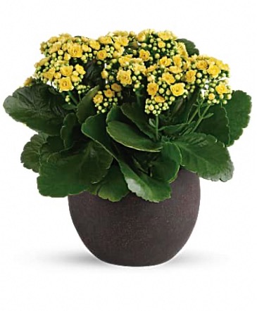 Kalanchoe house plant in Anthony, KS | J-MAC FLOWERS & GIFTS