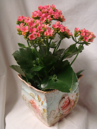 KALANCHOE IN A CUTE TIN CONTAINER!! 