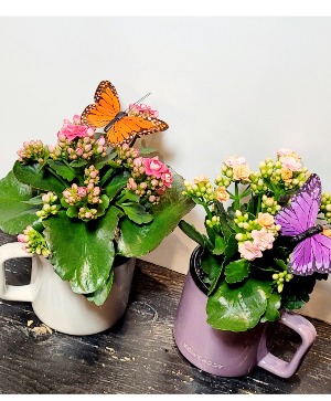 Kalanchoe in a mug 
