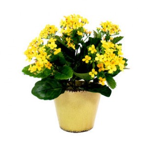 Kalanchoe Plant
