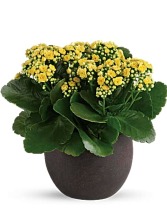 P*  Kalanchoe Plant Call for colors available.