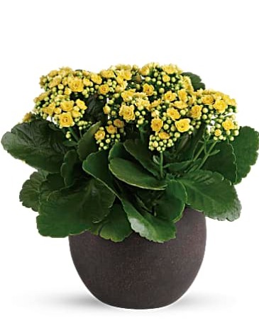 P* Kalanchoe Plant Call for colors available. in Fort Worth, TX | DAVIS FLORAL DESIGNS P* Kalanchoe Plant Call for colors available. in Fort Worth, TX | DAVIS FLORAL DESIGNS