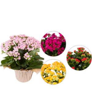Kalanchoe Plant 