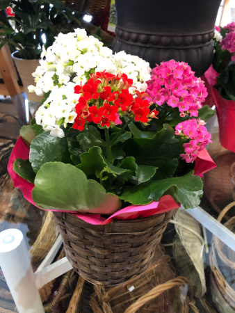 Kalanchoe Plant Blooming Plant