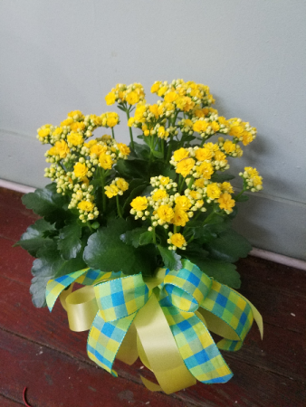 Kalanchoe Plant Blooming Plant
