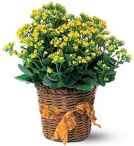 Kalanchoe Plant Fall Plant