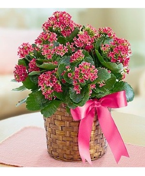 Kalanchoe Plant in Basket
