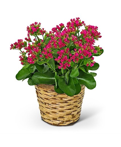 Kalanchoe Plant Plant