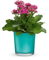 kalanchoe plant Plant