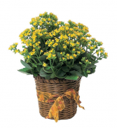 Kalanchoe- variety of colors Plants