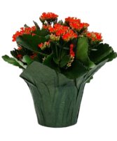 Kalanchoe FUNDRAISER