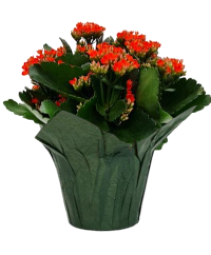 Kalanchoe FUNDRAISER