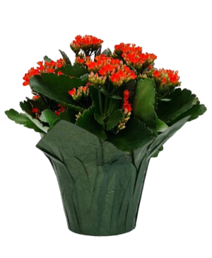 6" Blooming Plant FUNDRAISER