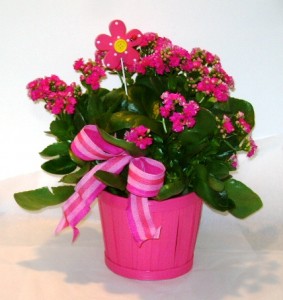 KALANCHOE/CALENDIVA PLANTER Blooming Plant