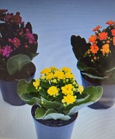 KALANCHOES  Mini 4" blooming plants