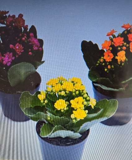 KALANCHOES  Mini 4