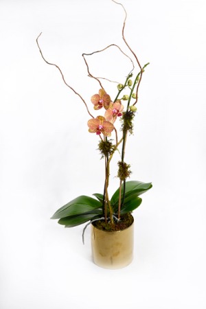 Kaleidescope Plant