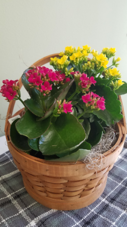 Kalencheo Basket Plants