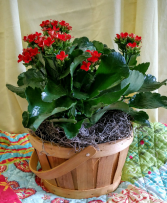 Kalenchoe Basket Plants