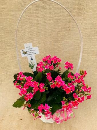 Kalanchoe & Cross Basket Blooming Plant in Coleman, WI | COLEMAN FLORAL & GREENHOUSES