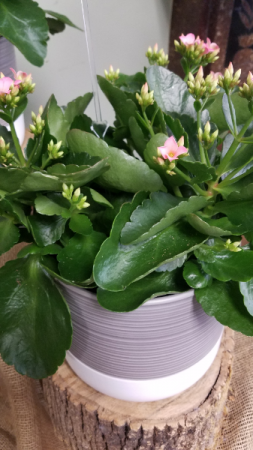 Kalenchoe Plant