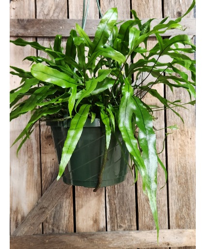 Kangaroo Paw Fern (Hanging Basket) Green Plant