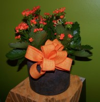 Kaptivating Kalanchoe Blooming Plant