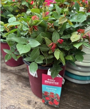Kashmir Shrub Rose Bush Shrub