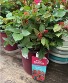 Kashmir Shrub Rose Bush Shrub