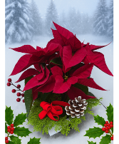 KC625 KC325 Our smallest poinsettia Green and Blooming Plants