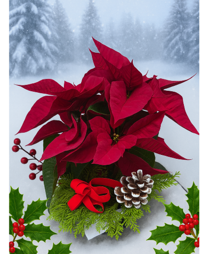 KC625 KC325 Our smallest poinsettia Green and Blooming Plants