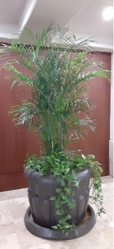 Bamboo Palm with Pothos  good light needed
