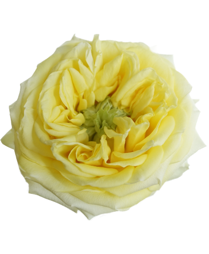 Key Lime Pie Roses Vase Arrangement 