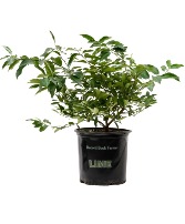 Key Lime Tree Citrus Tree