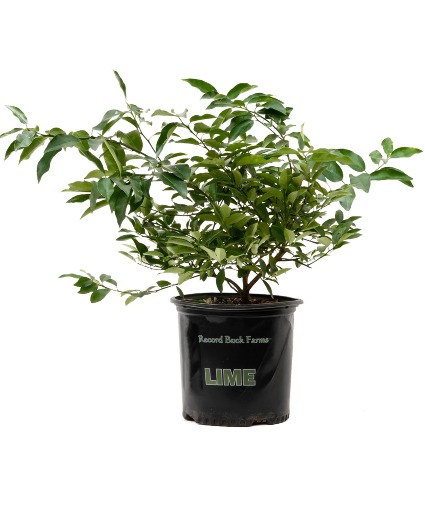 Key Lime Tree Citrus Tree