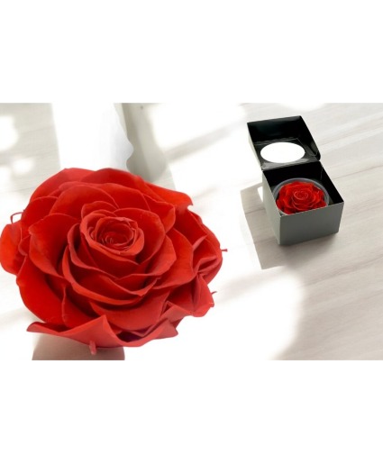 Kiara Red Mandala Preserved Rose – Eternal Eleganc
